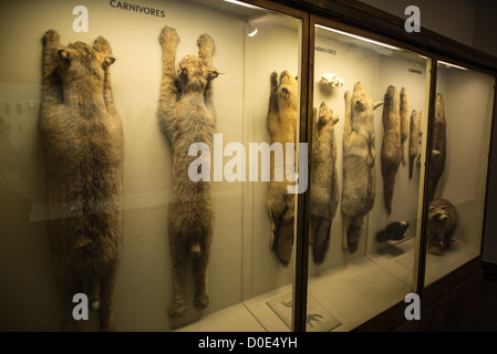 NEW YORK, NY-Fleischfresser Exemplare in einer Vitrine im Museum für Naturkunde in der Upper West Side von New York Nachbarschaft, in der Nähe des Central Park. Stockfoto