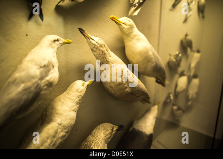 NEW YORK, NY-Möwe Exemplare auf Anzeige am Museum für Naturkunde in der Upper West Side von New York Nachbarschaft, in der Nähe des Central Park. Stockfoto