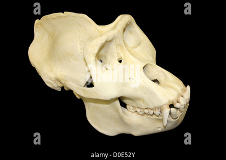 Seitenansicht des männlichen Gorilla Skull Stockfoto