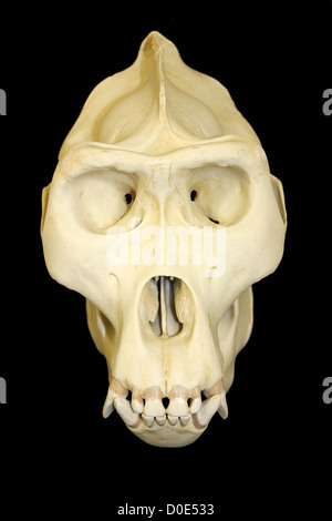 Vorderansicht des männlichen Gorilla Skull Stockfoto