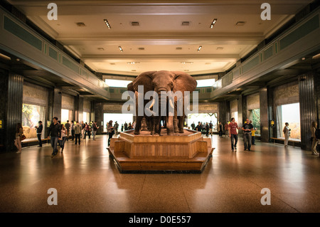 NEW YORK, NY - Die große Säugetiere Halle am Museum für Naturkunde in der Upper West Side von New York Nachbarschaft, in der Nähe des Central Park. Stockfoto