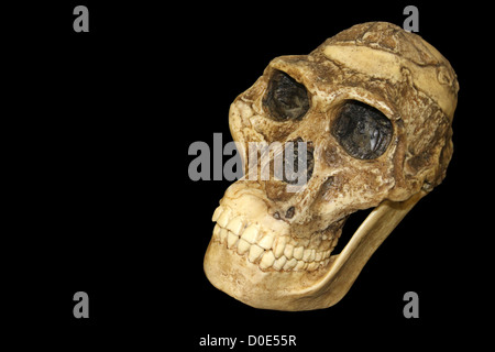 Australopithecus Africanus Schädel Sts 5 "Mrs. Ples" Stockfoto