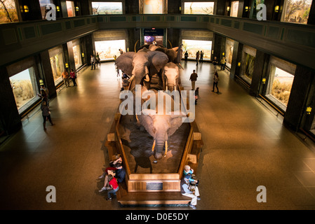 NEW YORK, NY-Ansicht der großen Säugetiere Halle am Museum für Naturkunde in der Upper West Side von New York Nachbarschaft, in der Nähe des Central Park. Stockfoto