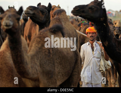Eigentümer oder Herder geht mit seinen Kamelen auf der Pushkar Camel Fair in Rajasthan Indien. An der jährlichen Mela werden Vieh gehandelt. Stockfoto
