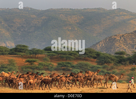 Hirten gehen mit Kamelen in die Pushkar Camel Fair auf dem Lande Rajasthan Indien. An der jährlichen Mela werden Vieh gehandelt. Stockfoto