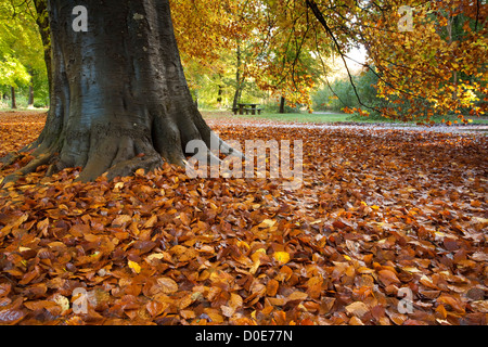 Gefallenen Buche Blätter im Herbst in Savernake Forest in der Nähe von Marlborough, Wiltshire, Großbritannien Stockfoto