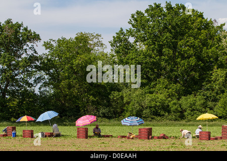 RETTICH-ERNTE UND ERNTE SULLY-SUR-LOIRE, LOIRET (45)-FRANKREICH Stockfoto