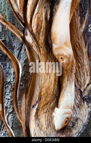 Detail der Eisvogel mit Fisch-Holz-Skulptur auf Abbey Road Knaresborough North Yorkshire England Stockfoto