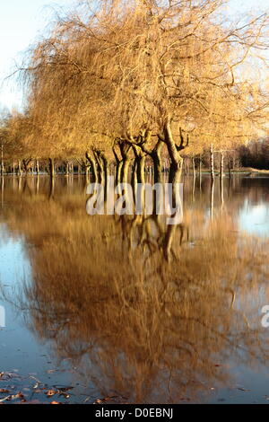 Branston, Staffordshire, UK. 23. November 2012.  Eine Reihe von Bäumen in Flutwasser aus dem Fluss Trent gefangen und spiegelt sich in der Sonne am Nachmittag. Lage: In der Nähe von Burton nach Trent in East Staffordshire UK 23.11.2012. Bildnachweis: Peter Hutmacher / Alamy Live News Stockfoto