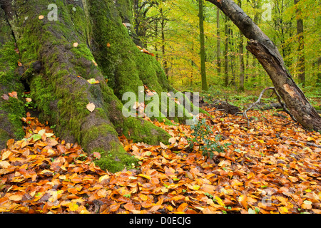 Zerfallenden Holz und gefallenen Herbst Blätter auf dem Waldboden am Savernake Wald in der Nähe von Marlborough, Wiltshire, Großbritannien Stockfoto