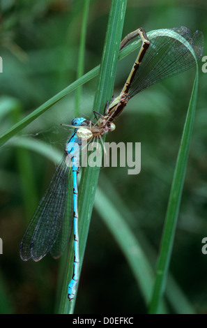 Rot-weiße Spinne (Enoplognatha Ovata) ernähren sich von ein paar gemeinsame blaue Libellen gefangen, während sie im Tandem, UK waren Stockfoto