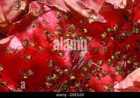 Gartenkreuzspinne (Araneus Diadematus: Araneidae), Babys Streuung defensiv als Streuung gestört, UK Stockfoto