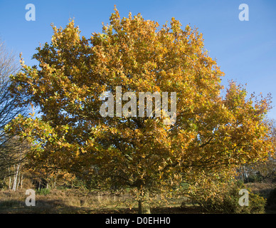 Quercus Robur Eiche Baum Herbst Blatt Westleton Heath, Suffolk, England Stockfoto