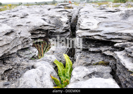 Karst Felsformationen The Burren Irland Stockfoto