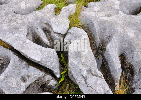 Karst Felsformationen The Burren Irland Stockfoto