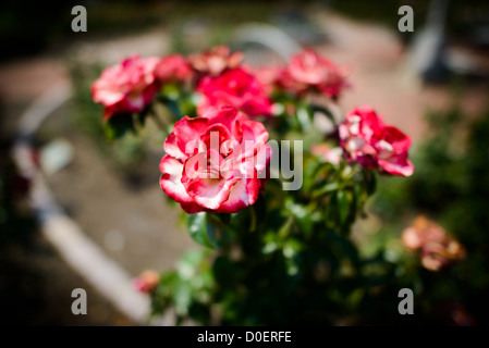 ARLINGTON, Virginia, USA – der Bon Air Rose Garden in Arlington, ein ruhiger und wunderschön gestalteter Garten mit einer großen Auswahl an Rosen. Besucher schlendern auf den Wegen und bewundern die lebhaften Blüten und duftenden Düfte. Der Garten ist ein ruhiger Rückzugsort und ein beliebter Ort zum Fotografieren und Entspannen. Stockfoto