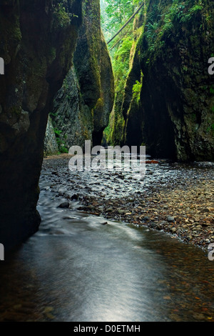 Oneonta Schlucht ist eine üppige Slotcanyon in den gemäßigten Regenwäldern der Columbia River Gorge in oregon Stockfoto