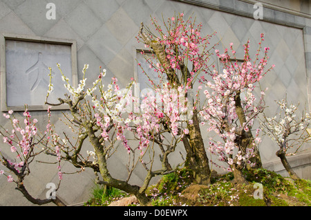 China, Shanghai. Ming Dynastie aus dem 16. Jahrhundert Yu Yuan Garten, blüht rosa Frühjahr am Baum. Stockfoto