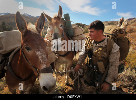 Ein US-Marine führt seine Pack Mule während einer Wanderung im Marine Corps Mountain Warfare Training Center 13. Oktober 2012 Bridgeport, Kalifornien. Tier-Packer-Kurs lernen Marines, Tiere zu nutzen, als eine logistische Werkzeug transportieren Waffen, Munition, Lebensmittel, Vorräte oder verwundete Marines durch Gelände, die taktische Fahrzeugen erreichen können. Stockfoto