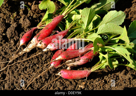 Handvoll frische Radieschen (Raphanus Sativus) aus dem Garten, verschiedene: "Radis de Dix-Huit Mois". Stockfoto