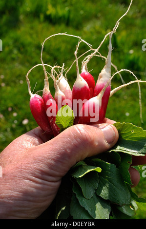 Handvoll frische Radieschen (Raphanus Sativus), Sorte: "Radis de Dix-Huit Mois". Stockfoto