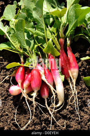 Handvoll frische Radieschen (Raphanus Sativus), Sorte: "Radis de Dix-Huit Mois". Stockfoto