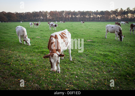 holländische Landschaft mit niederländischen red Holstein Kühe Landwirtschaft Vieh Stockfoto