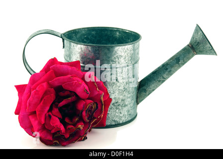 Graue Gießkanne mit einer roten rose isoliert auf weiss Stockfoto