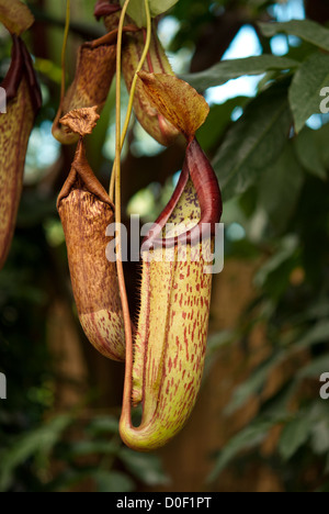 Blick auf eine fleischfressende Kannenpflanze Stockfoto