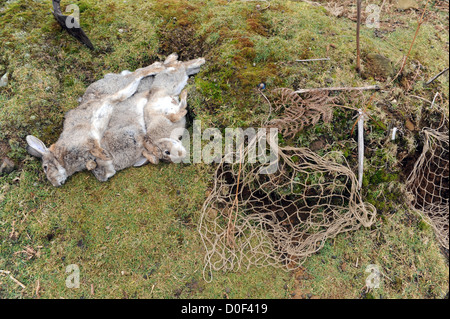 Tote Kaninchen, die von Frettchen in einem Kaninchenbau gefangen Stockfoto