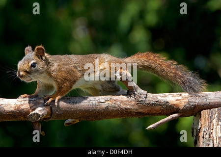 Amerikanische rote Eichhörnchen (Tamiasciurus Hudsonicus), die entlang einer Niederlassung in Nanaimo, Vancouver Island, BC, Kanada im Juli Stockfoto