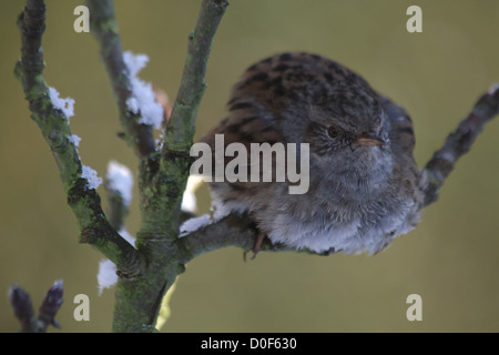 Eine Heckenbraunelle (Prunella Modularis) im Winter auf einem verschneiten Ast mit aufgeblasen Federn gegen die Kälte. Stockfoto