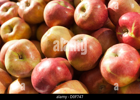 Äpfel für Verkauf, Union Square Greenmarket, NYC, USA Stockfoto