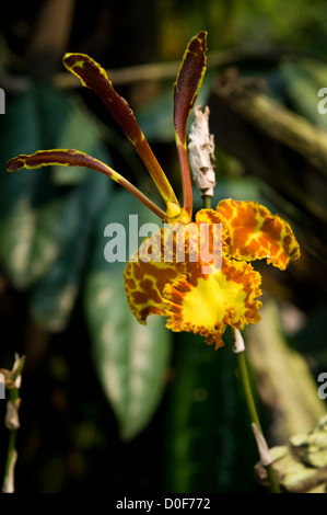 Orchidee, National Orchid Garden, botanischer Garten Singapur Stockfoto