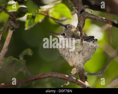 zwei Kolibris, sitzen auf einer winzigen Kolibrinest gemacht von Flechten und Spinnweben Stockfoto