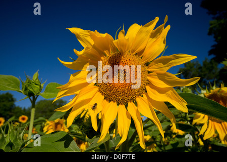 Sommerlandschaft mit Sonnenblumen und blauer Himmel Stockfoto