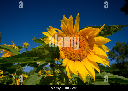 Sommertag mit Sonnenblumen und blauer Himmel Stockfoto