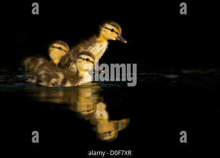 Drei Brautente Entenküken im zeitigen Frühjahr. Stockfoto