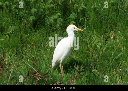 Kuhreiher mit braunen Federn auf den Kopf stehend auf einer Weide des Bauern in Cotacachi, Ecuador Stockfoto
