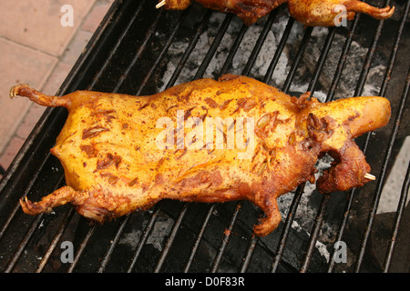 Geröstete Cuy oder Meerschweinchen, ist eine lokale Spezialität in der Provinz Imbabura, Ecuador. Es ist gewürzt und über Kohlen geröstet. Stockfoto