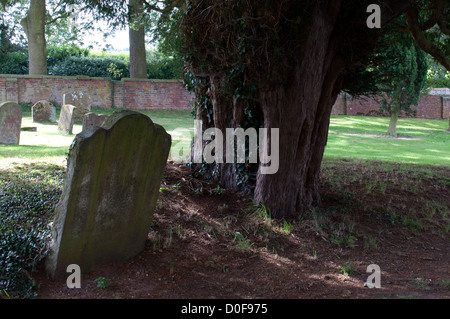 Eine alte Eibe in St. Laurentius, Kirchplatz, Meriden, West Midlands, England, Großbritannien Stockfoto