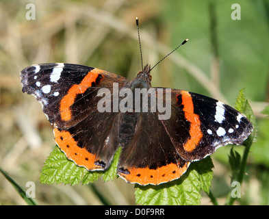 Makros von Butterfly Red Admiral (Vanessa Atalanta) in verschiedenen Posen, Flügel geöffnet, halb geöffnet und geschlossen (85 Bilder in Serie) Stockfoto