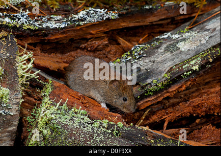 Die Rötelmaus in eine alte schottische Kiefer-Wald.  SCO 8816 Stockfoto