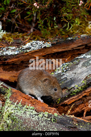 Die Rötelmaus, die Nahrungssuche in eine alte schottische Kiefer-Wald.  SCO 8818 Stockfoto