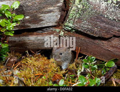 Die Rötelmaus, die Nahrungssuche in eine alte schottische Kiefer-Wald.  SCO 8819 Stockfoto