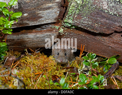 Die Rötelmaus, die Nahrungssuche in eine alte schottische Kiefer-Wald.  SCO 8820 Stockfoto