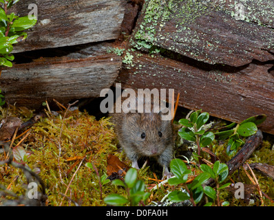 Die Rötelmaus, die Nahrungssuche in eine alte schottische Kiefer-Wald.  SCO 8821 Stockfoto