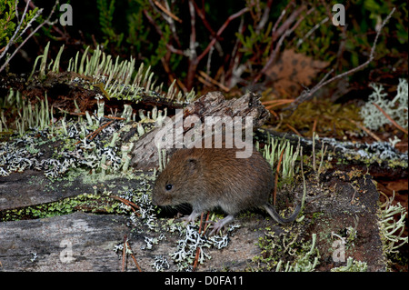 Die Rötelmaus, die Nahrungssuche in eine alte schottische Kiefer-Wald.  SCO 8822 Stockfoto