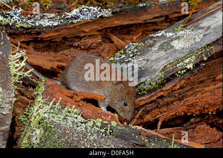 Die Rötelmaus, die Nahrungssuche in eine alte schottische Kiefer-Wald.  SCO 8825 Stockfoto