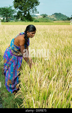 Indische Frau Prüfung reif Reis pflanzen zu sehen, wenn sie zur Ernte bereit sind. Andhra Pradesh, Indien Stockfoto